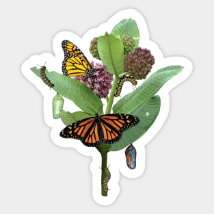 Monarch Lifecycle Egg Caterpillar Chrysalis Butterfly Sticker